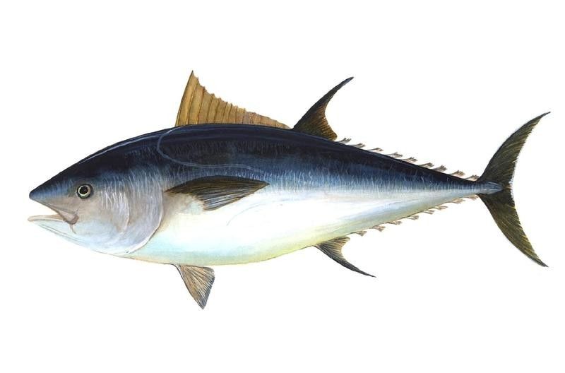 Atlantic Bluefin Tuna Illustration