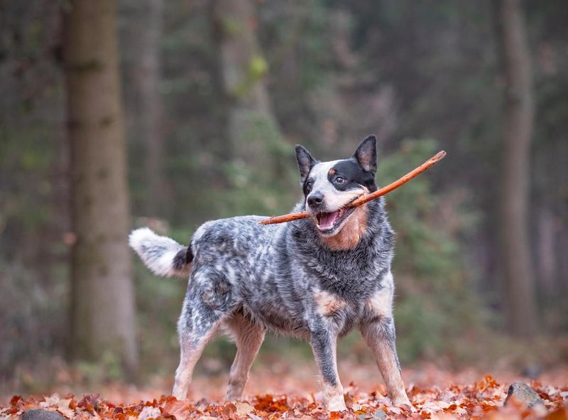 Australian cattle dog with stick in mouth