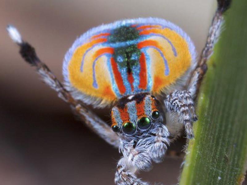 Australian Peacock Spider on a leaf