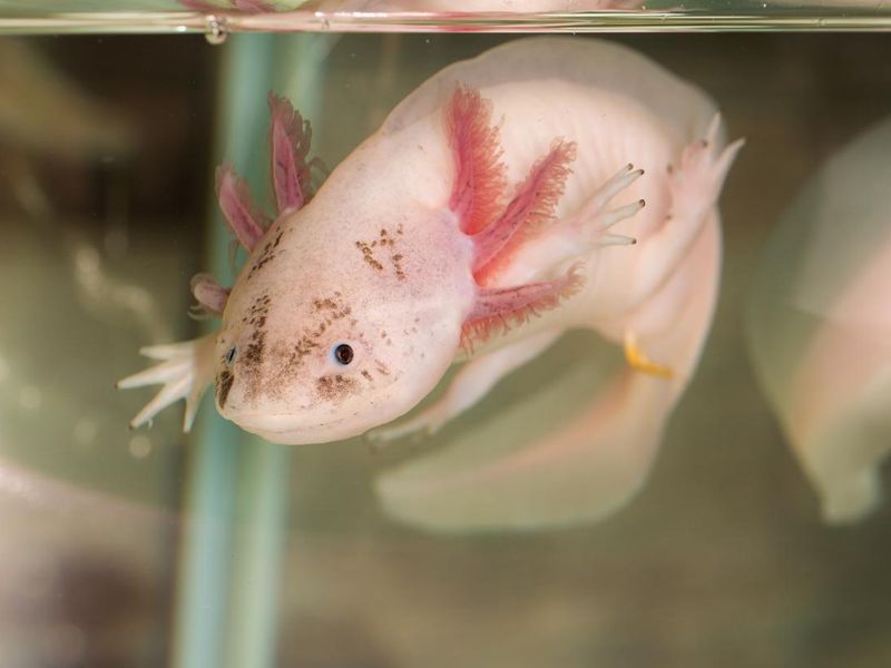axolotl in water