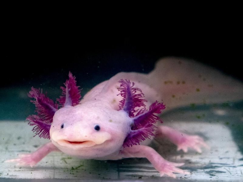 axolotl mexican salamander portrait underwater