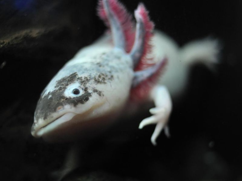 axolotl mexico
