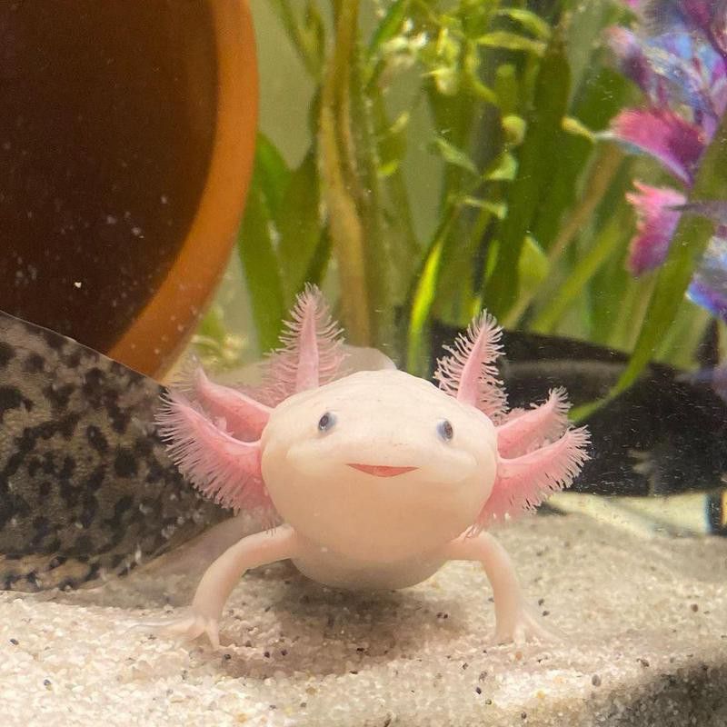 Axolotl, or Mexican walking fish, in a tank