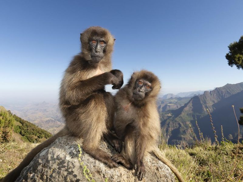 Baboons on a Rock