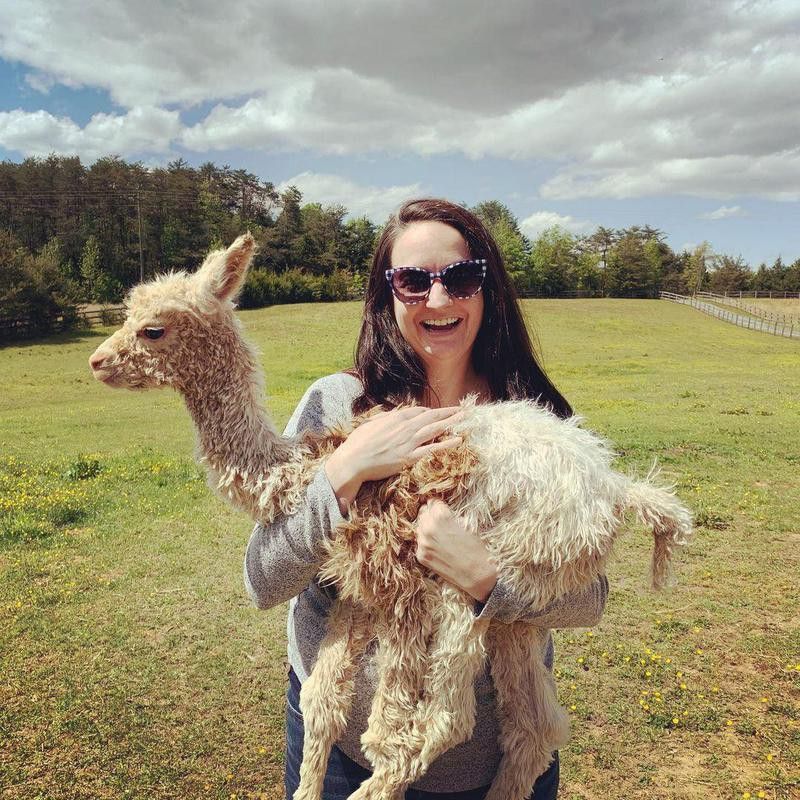 Baby alpaca being held