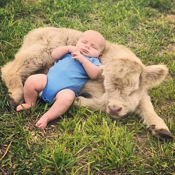 These Pictures of Fluffy Cows Will Melt Your Heart
