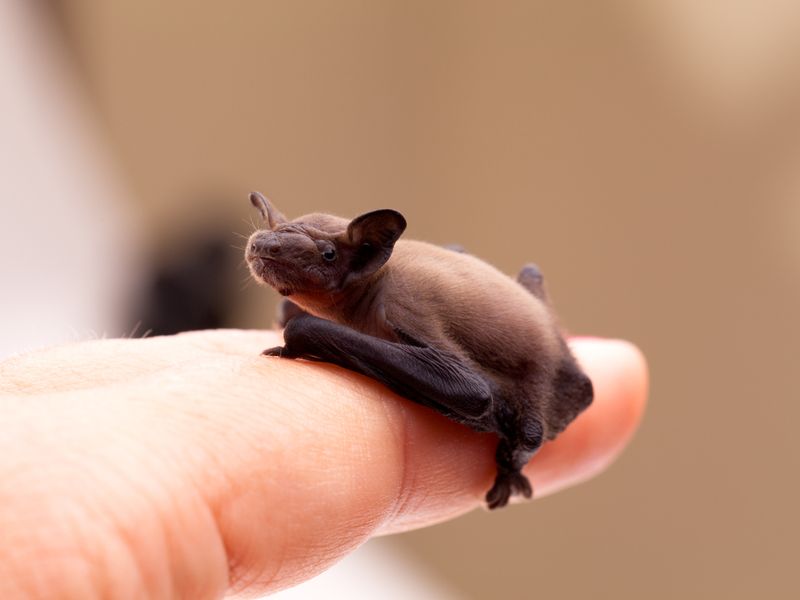 Baby Bat Sitting On Finger