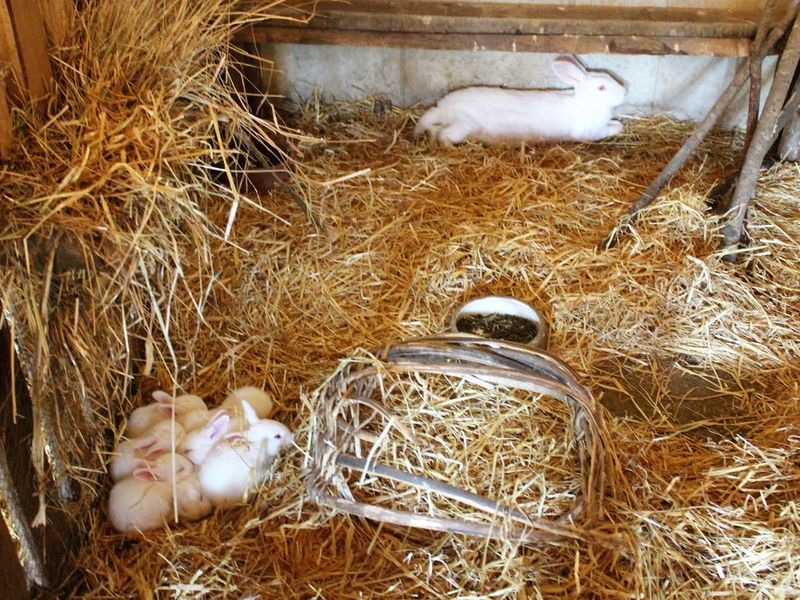 Baby bunnies in a nest of hay