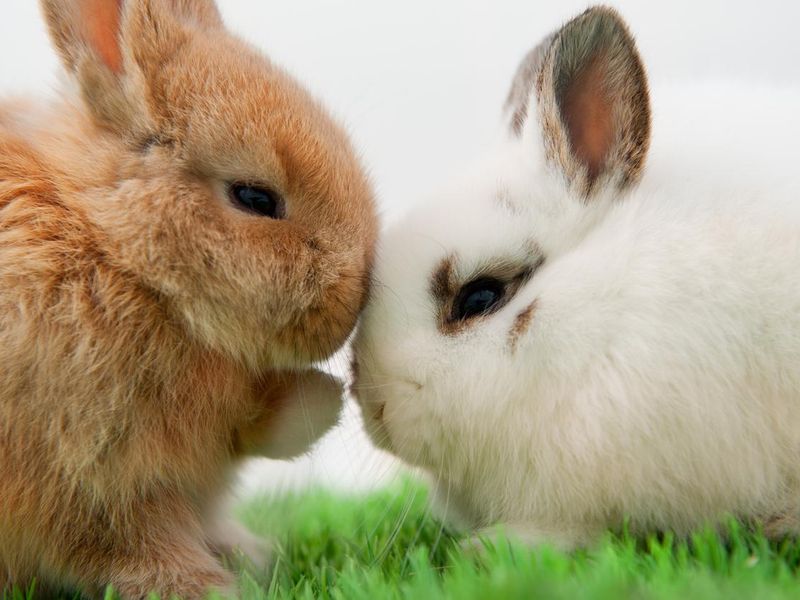 Baby bunnies snuggling