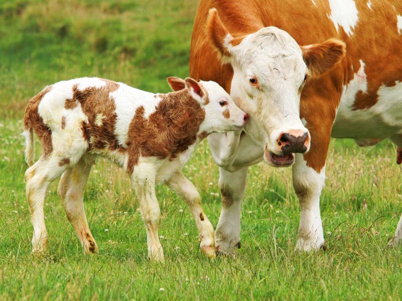 Baby Calf with Mom