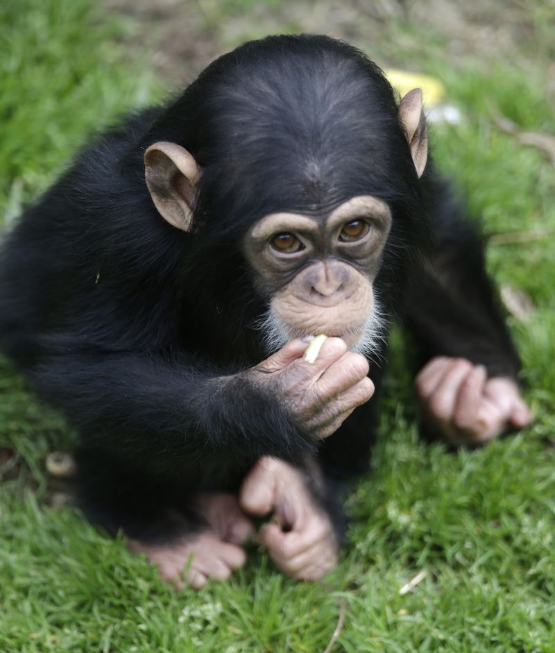 Baby chimp