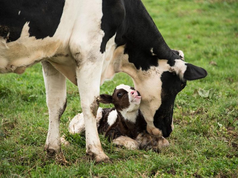 Baby cow with mother