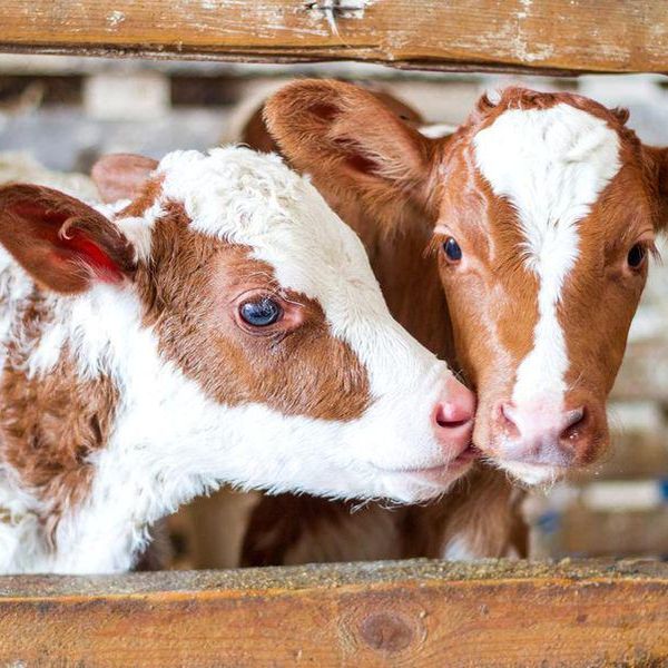 Adorable Baby Cow Facts That Will Make You Swoon
