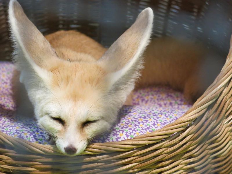 Baby Fennec Fox