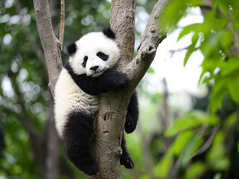 Baby giant panda in a tree