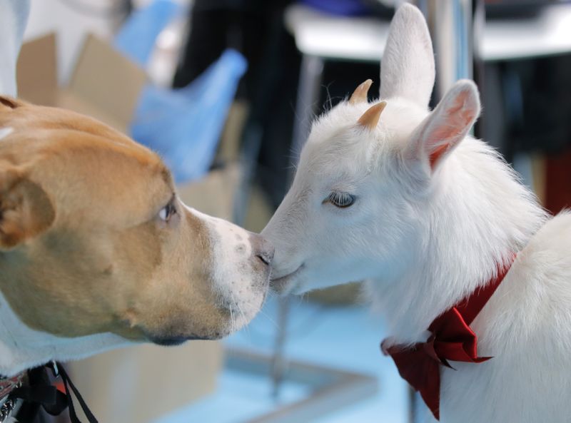 Baby goat and dog