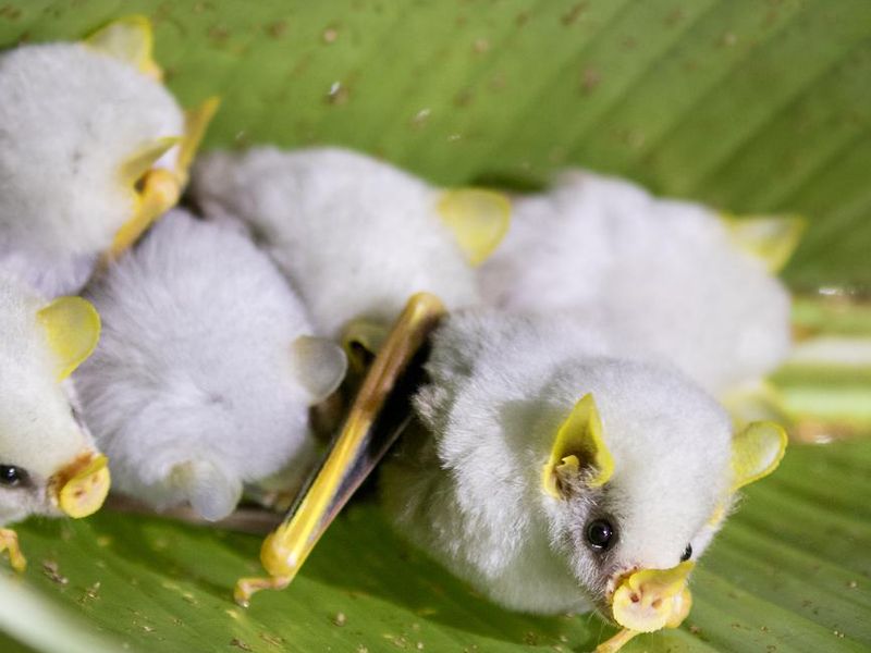 Baby Honduran white bats on a leaf