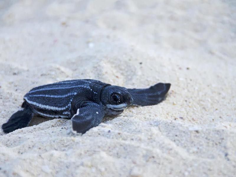Baby leatherback sea turtles
