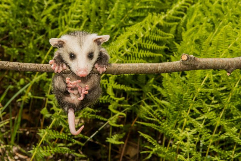 Baby opossum