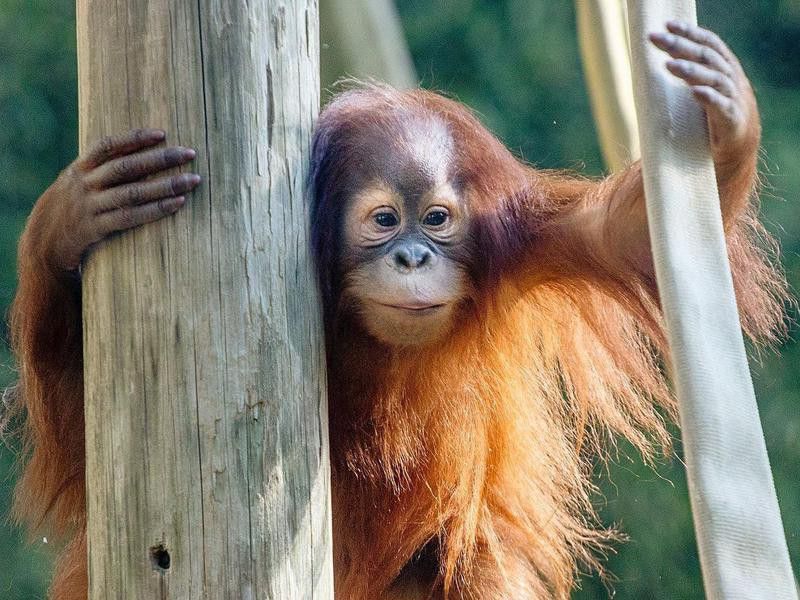 Baby orangutan in zoo