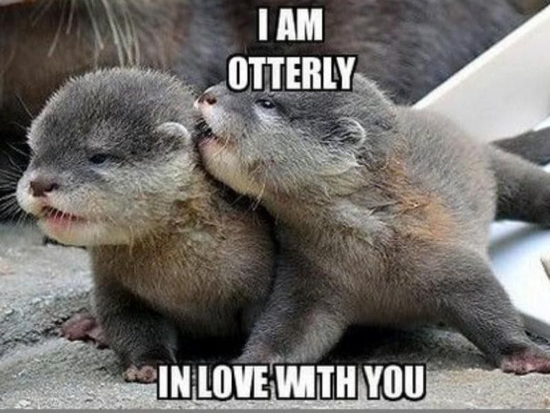 Baby otters playing