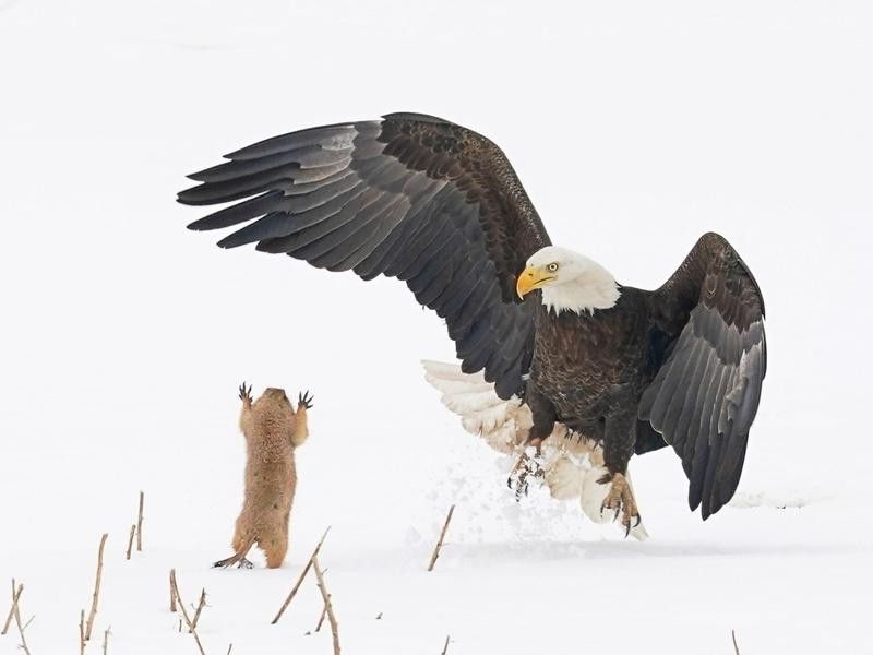 bald eagle prairie dog