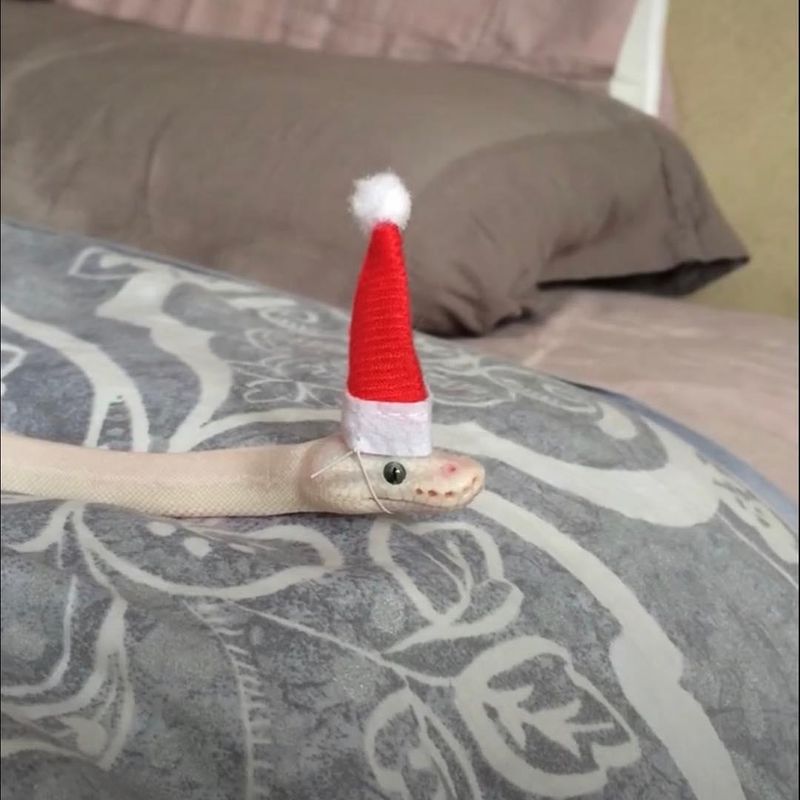 Ball python with a Santa hat