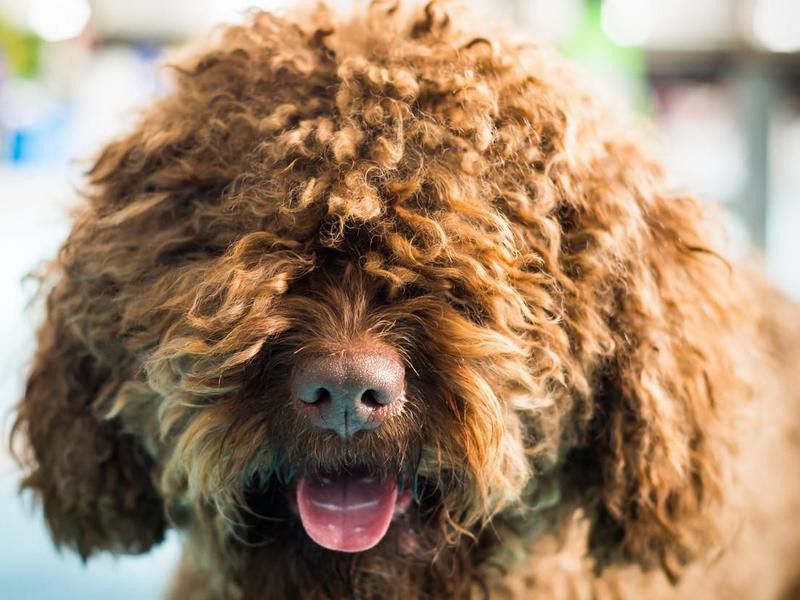 Barbet dog, an extremely fluffy dog breed