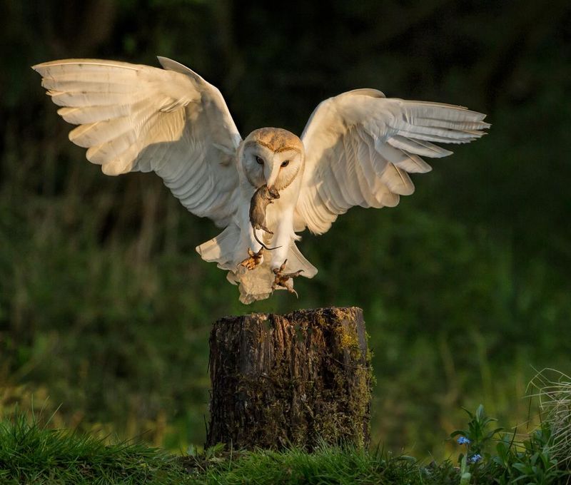 Barn owl hunting with mouse catch in his mouth
