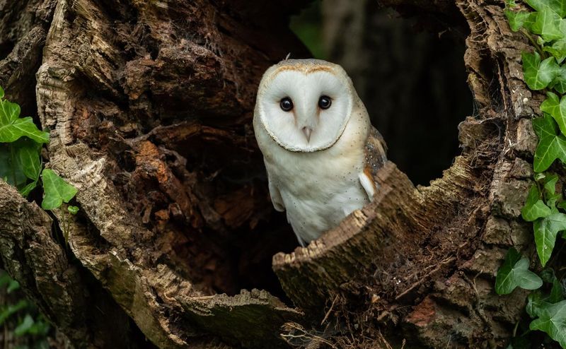 Barn owl in hollow tree