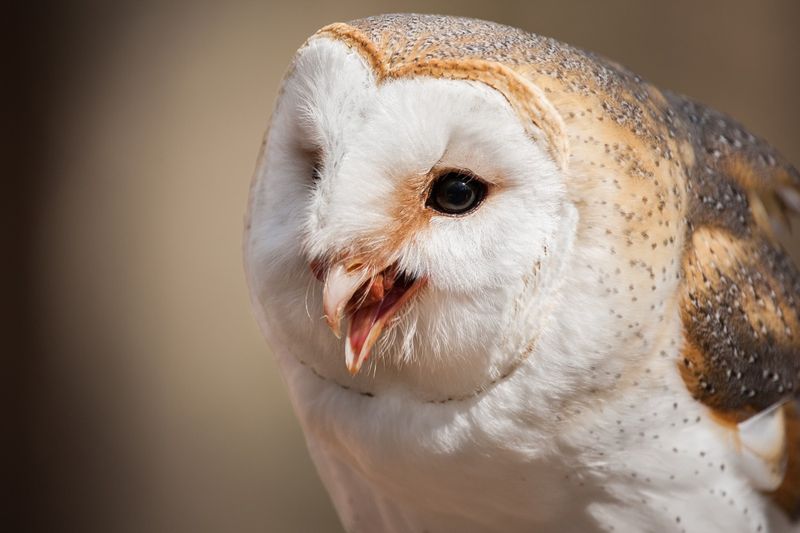 Barn owl in North Carolina