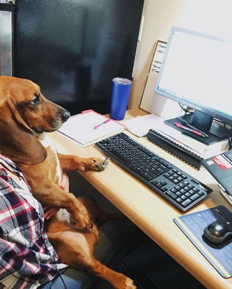 Basset hound at work