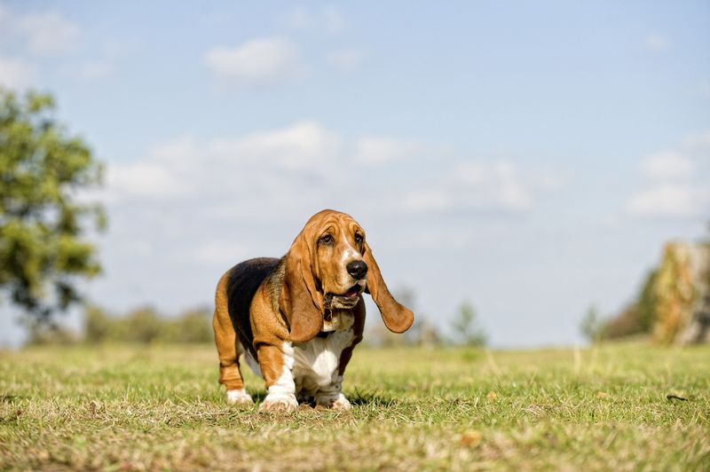 Basset hound on grass