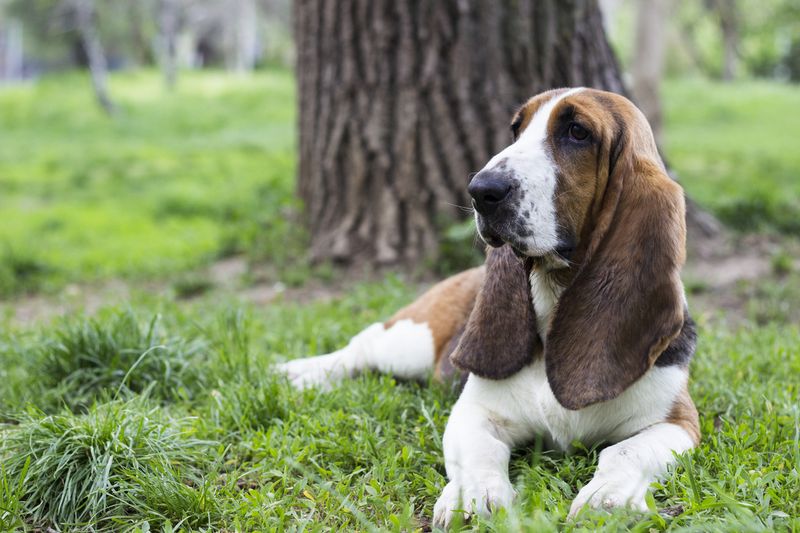 Basset hound outdoors