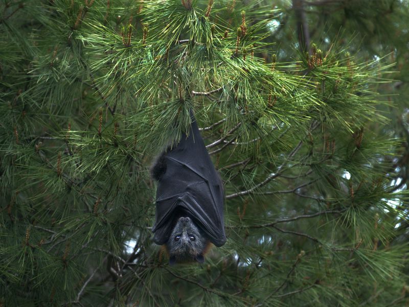 bat hanging upsidown