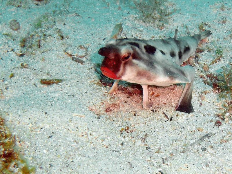Batfish on the ocean floor