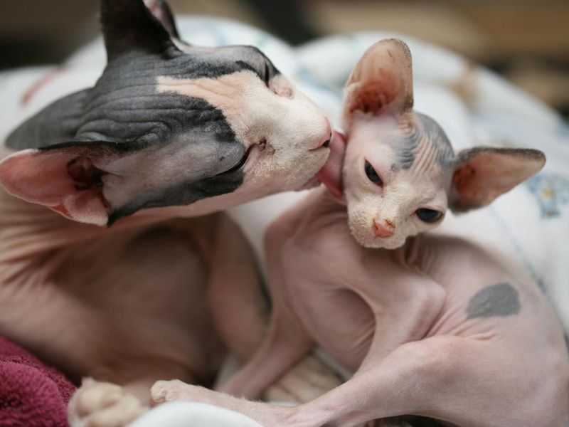 Bath time for sphynx cats