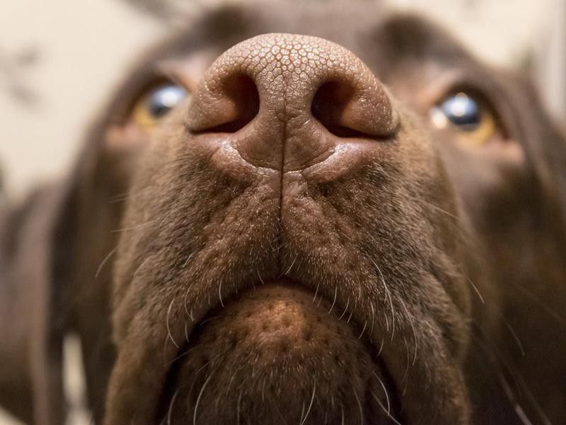 Bbrown nose of Labrador