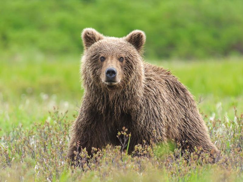 Bear, a popular spirit animal