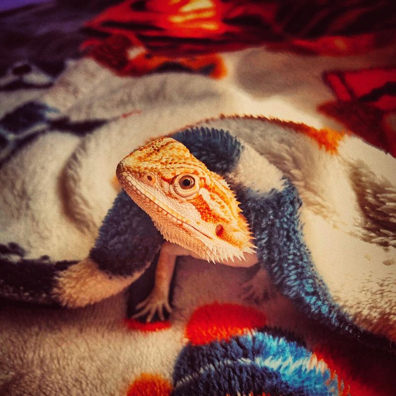 Bearded dragon in blanket