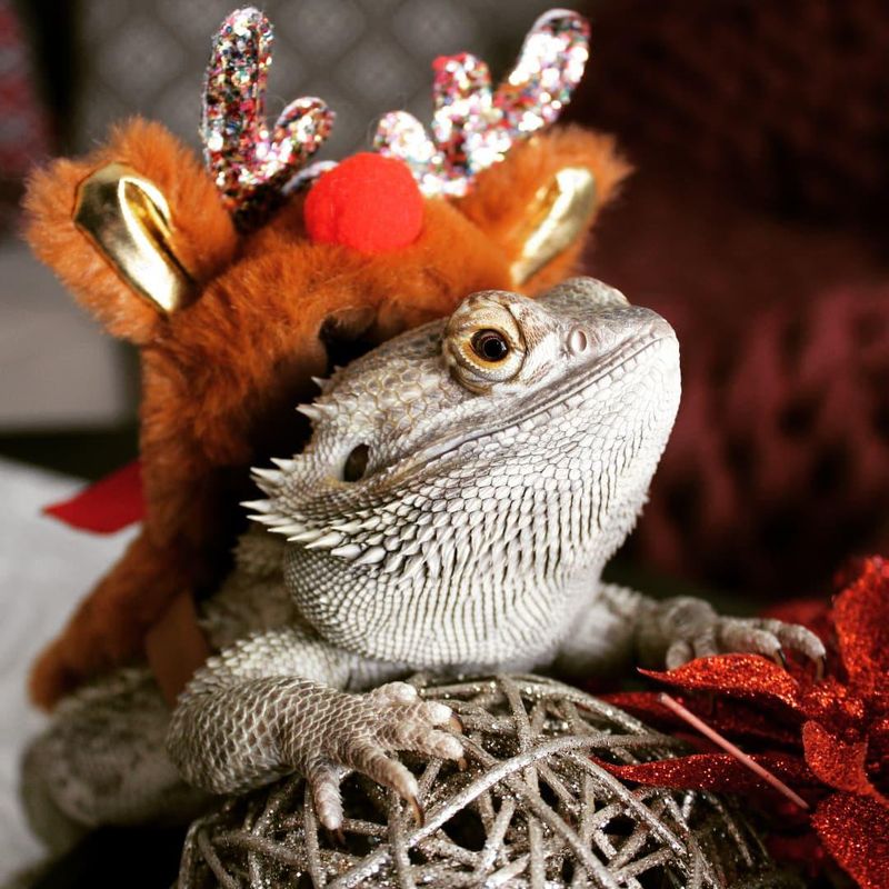 Bearded dragon with a hat