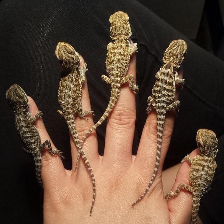 Bearded dragons on hand