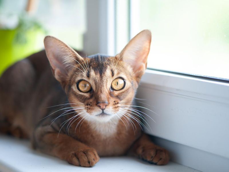 Beautiful Abyssinian cat on the windowsill