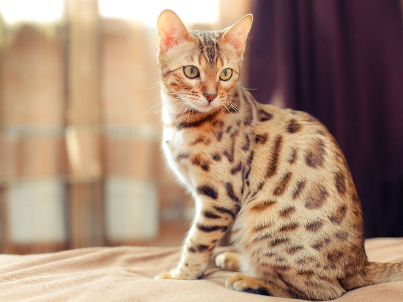 Beautiful Bengal cat