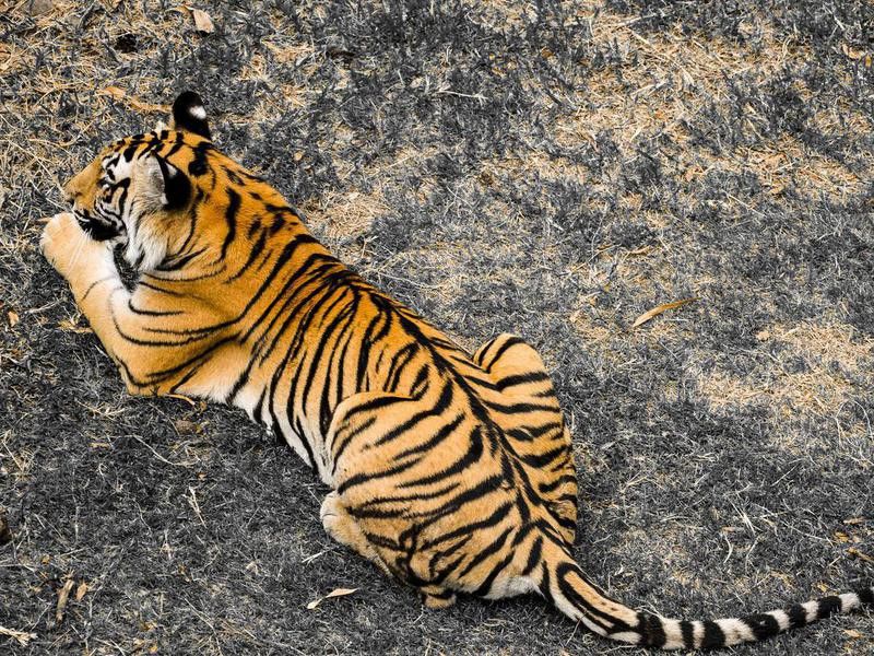 Beautiful tiger lying on the ground