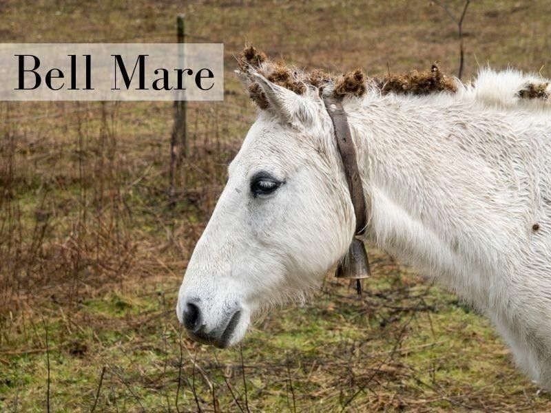 Bell Mare