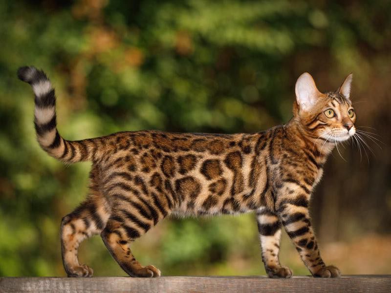 Bengal Cat outdoors