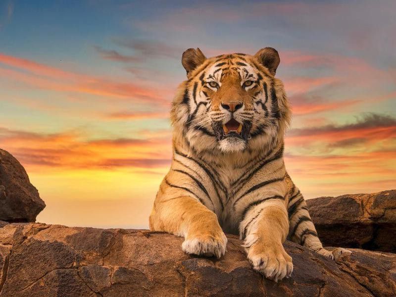 Bengal tiger (Panthera tigris) relaxing on a rocky outcrop at sunset.