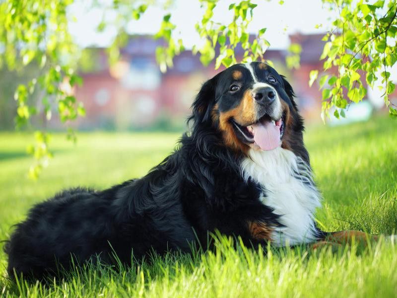 Bernese mountain dog on the grass