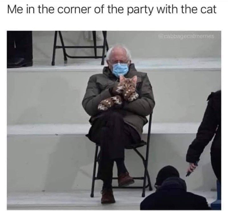 Bernie Sanders cat meme